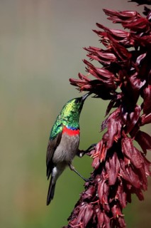 Cape Sunbird (Cinnyris chalybeus), adult, foraging, feeding, on giant honey flower (Melianthus