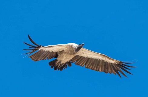 Cape griffon (Gyps coprotheres) in flight against a blue sky, Etosha National Park, Namibia, Africa