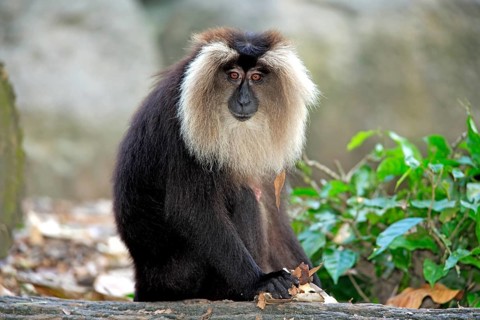 Bearded monkey (Macaca silenus), Wanderu, adult, India, Asia
