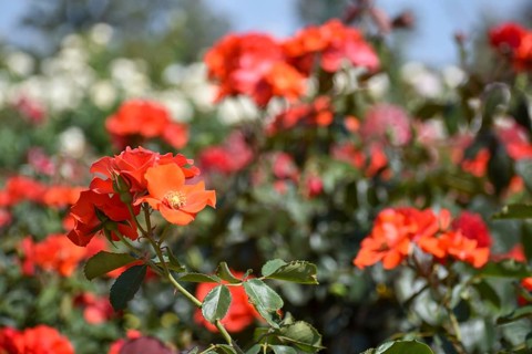 Fiery red roses in bloom in Rosedal, the rose garden in Buenos Aires, Argentina, South America