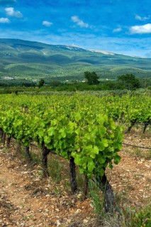 AOC Ventoux vineyard towards Flassan village, in the background Mont Ventoux, Vaucluse,