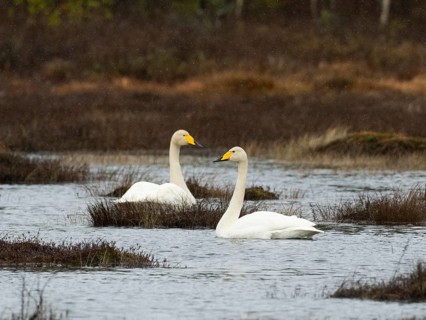 Whooper Swan (Cygnus cygnus) adult pair, swimming on lake, with falling sleet, May, Finnish Lapland