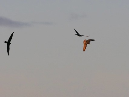 Arctic Skua (Stercorarius parasiticus), breeding pair chasing short-eared Owl, (Asio flammeus),
