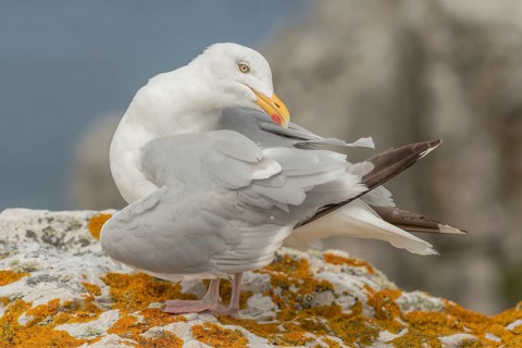 Herringgull (Larus argentatus) sitting on a rock. Camaret, Crozon, Finistere, Brittany, France,