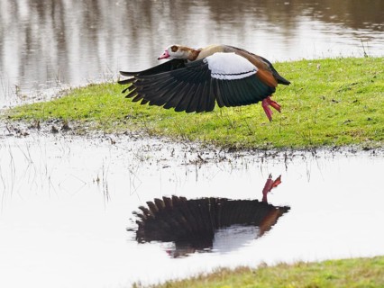 Egyptian goose (Alopochen aegyptiaca), taking off in flight, with mirror image reflecting in water