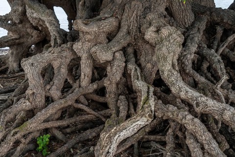 Rhine bank near Duisburg-Baerl, old silver willow, exposed roots, North Rhine-Westphalia, Germany,