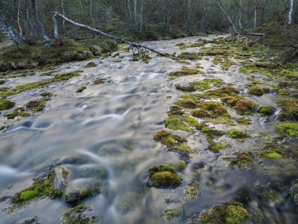 Hill stream, among Hairy Birch (Betula pubescens) woodland, captured at midnight, May, Finnish