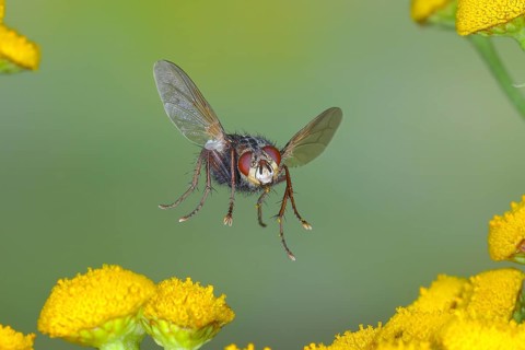 Hedgehog fly (Tachina fera) in flight, over flowers of tansy (Tanacetum vulgare), highspeed nature