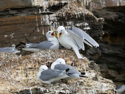 Black-legged kittiwake (Rissa tridactyla), greeting ceremony of pair at nest in breeding colony, on