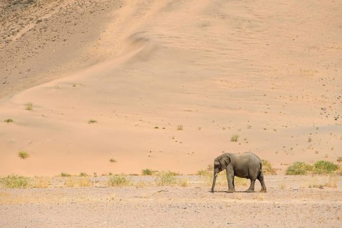 Desert elephant (Loxodonta africana) in front of a dune in the Huab dry river, Damaraland, Kunene