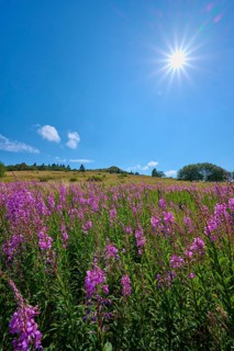 Blooming sally (Epilobium angustifolium), meadow in front of a hill under a clear sky, Abtsroder