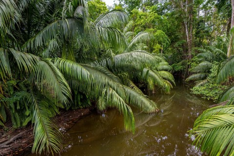 Palm trees in the rainforest, Osa Peninsula, Punterenas Province, Costa Rica, Central America