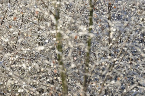 Birches (Betula), branches and twigs with hoarfrost, Arnsberg Forest nature park Park, North