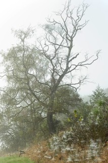Foggy landscape, birch trees (Betula) and broom (Genista) with spider webs, North Rhine-Westphalia,