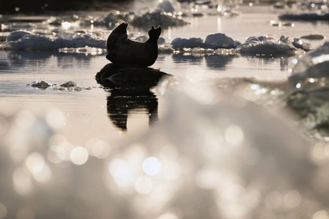 Harbour seal in a banana-shaped posture on a small rock in the water, ice, Midtholmen Island, near