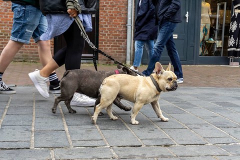 Dogs on a lead, on a pavement, dog perspective, walking between people in a pedestrian zone