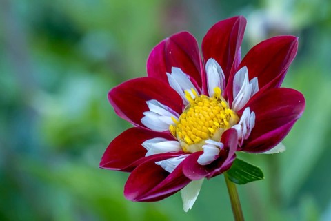 Dahlias (Dahlia), Münsterland, North Rhine-Westphalia, Germany, Europe