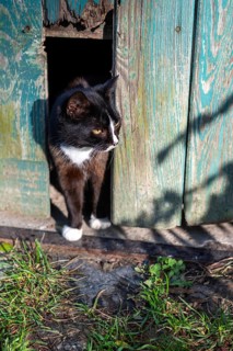 A small cat looks out of a barn, Germany, Europe