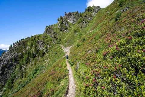 Mountaineer between alpine roses on a hiking trail, hike La Jonction, Chamonix, Haute-Savoie,