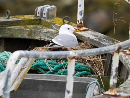 Common Gull (Larus canus), nesting on derelict fishing boat, on the shore beside fishing village