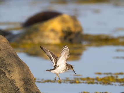 Purple sandpiper (Calidris maritima), flying down from the top of a boulder, along the Arctic Ocean