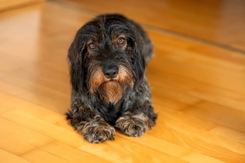 Rough-haired dachshund, male, 3 years, lying on parquet floor, Stuttgart, Baden-Württemberg,