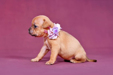 Cute four weeks young Red Fawn French Bulldog puppy with healthy long nose and tail and flower