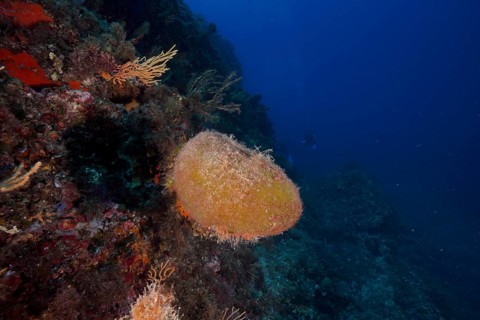Sea ball, ball algae (Codium bursa) in the deep blue ocean. Dive site Giens Peninsula, Provence
