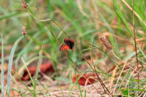 Small copper, September, Mecklenburg-Western Pomerania, Germany, Europe