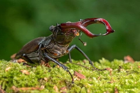 Stag beetle (Lucanus cervus), horned beetle, fire beetle, male with large mandibles, upper jaw,