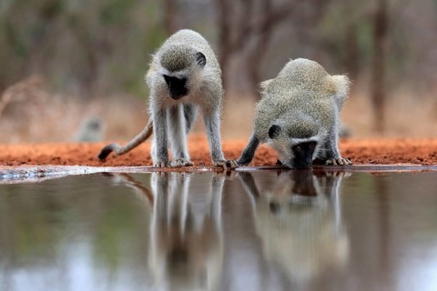 Vervet Monkey (Chlorocebus pygerythrus), adult, two animals, drinking, at the water, Kruger