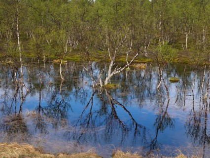 Bogland, with Hairy Birch (Betula pubescens) trees, beside Pokka, May, Finnish Lapland