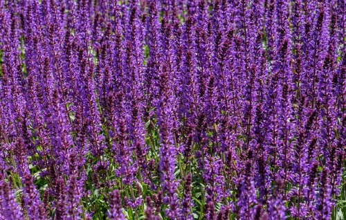 Woodland sage (Salvia nemorosa), North Rhine-Westphalia, Germany, Europe