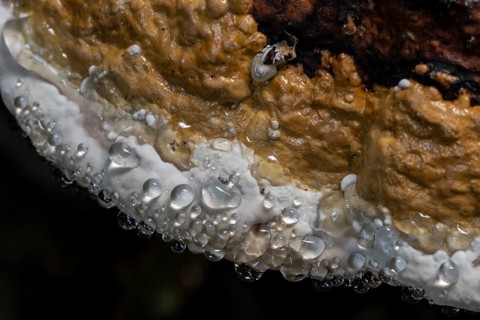 Beeswax Bracket (Ganoderma pfeifferi) with guttation drops, Emsland, Lower Saxony, Germany, Europe