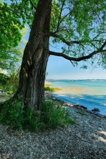 Tree provides shade on the beach near Lake Constance, Altnau in the canton of Thurgau, Switzerland,