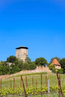 Hohenbeilstein Castle, hilltop castle, vineyards, Beilstein, Heilbronn district, Baden-Württemberg,