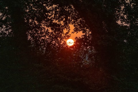 Setting sun between English oaks (Quercus robur), Emsland, Lower Saxony, Germany, Europe