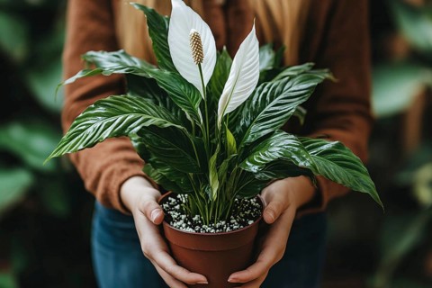 Close up of woman's hands holding potted Peace Lilly houseplant with white flowers. Generative Ai,
