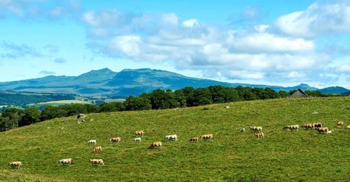 Herd of Aubrac cows grazing in the Cezallier region of Auvergne Volcanoes Natural Park against the