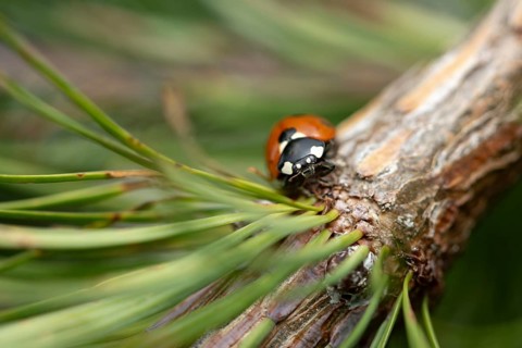Ladybird (Coccinellidae), frontal view, sitting on the branch of a larch tree, needles of the larch