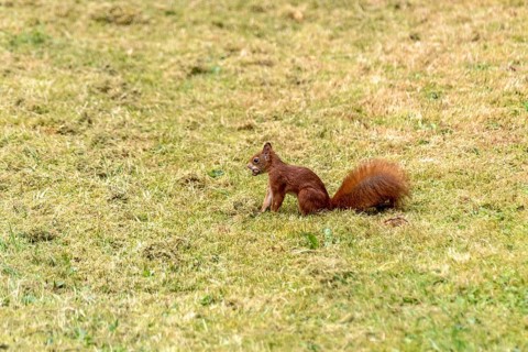 Eurasian squirrel (Sciurus vulgaris) hiding hazelnuts, hazel (Corylus avellana) in meadow, Nidda,