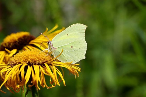Lemon butterfly (Gonepteryx rhamny) on a yellow flower of a Great Telekie (Telekia speciosa),