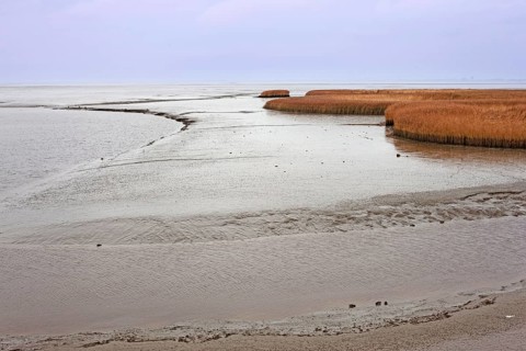 Low tide, mudflats, Dollart, Nieuwe Statenzijl, Netherlands