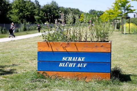 Schalke blüht auf stands on a flowerpot planted with flowers in Gelsenkirchen. Schalke 04 has been
