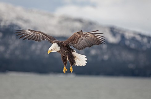 Bald eagle, Haliaeetus leucocephalus, flying, adult, winter, Homer, Alaska, USA, North America