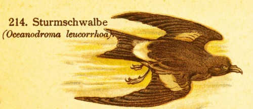 Storm Petrel (Oceanodroma leucorrhoa) or Storm Petrel (Oceanodroma leucorhoa) in flight, World of