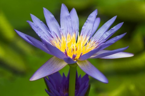 Blue water lily against green background