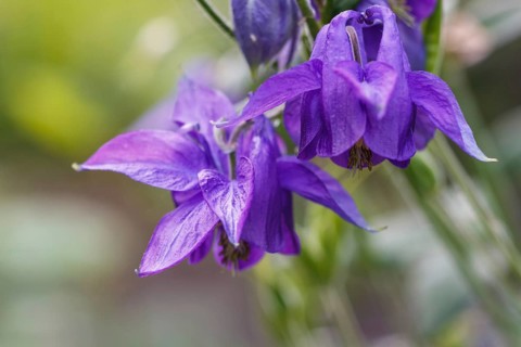 Purple aquilegia (columbine) flower on a green blurred background. Closeup