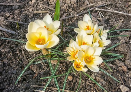 Crocuses blooming in the botanical garden in spring