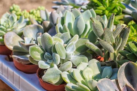 Set of beautiful little plant, succulent in a small plastic flower pot